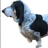 basset bleu de Gascogne